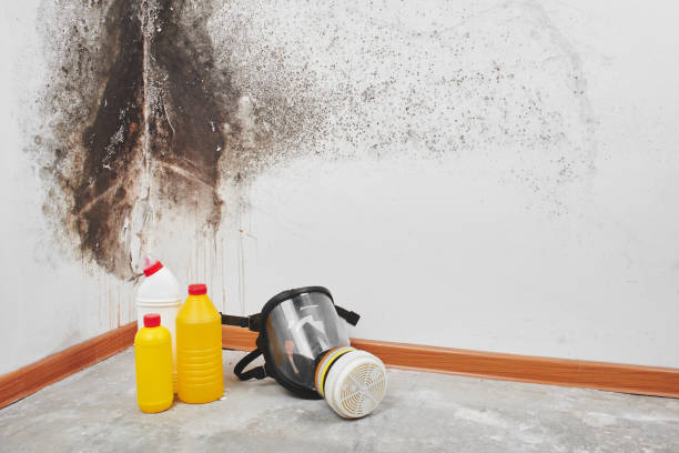 Best Mold Testing  in Boulder, CO