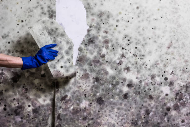 Best Mold Removal Company Near Me  in Boulder, CO