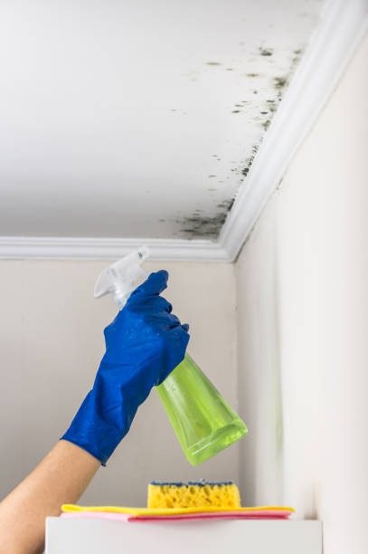 Best Same-Day Mold Removal  in Boulder, CO